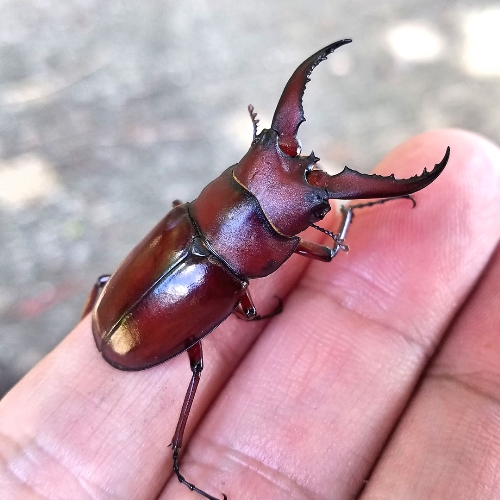 クワガタ写真 8